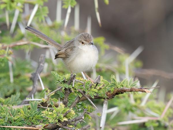Graceful prinia (Prinia gracilis)